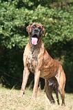 DOGUE ALLEMAND 960